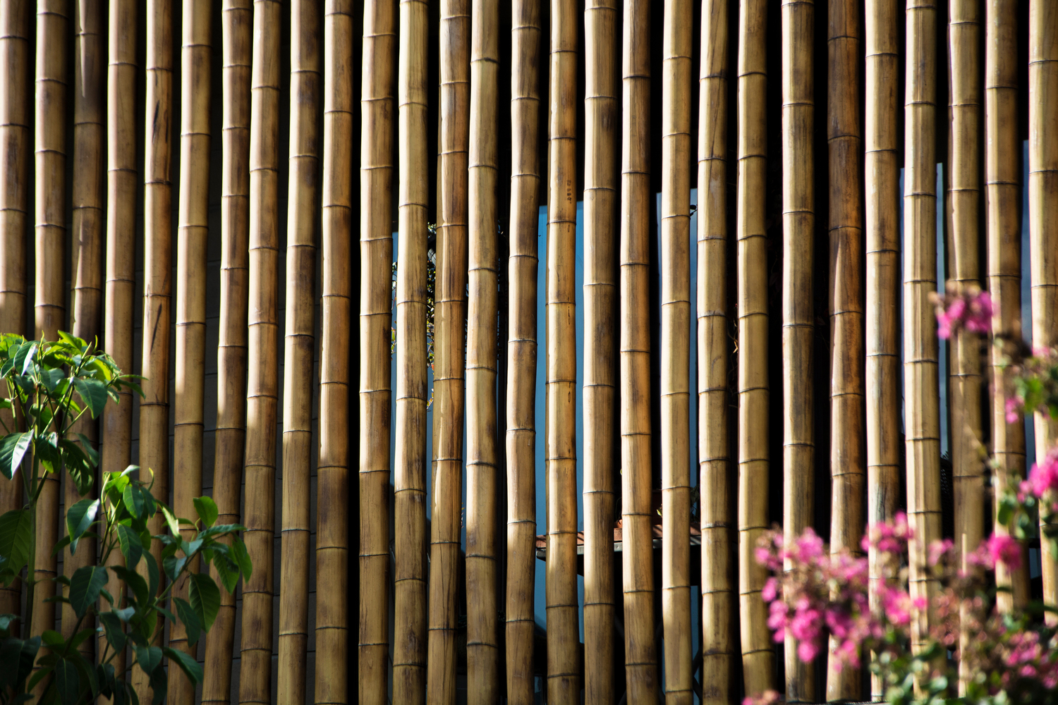 Cool concrete house with bamboo panels